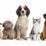 Kremacja zwierząt Warszawa