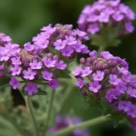 Zakładanie ogrodów Szczecin