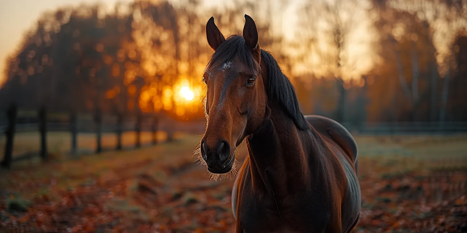 Z godnością na drugą stronę, czyli o krematoriach dla zwierząt